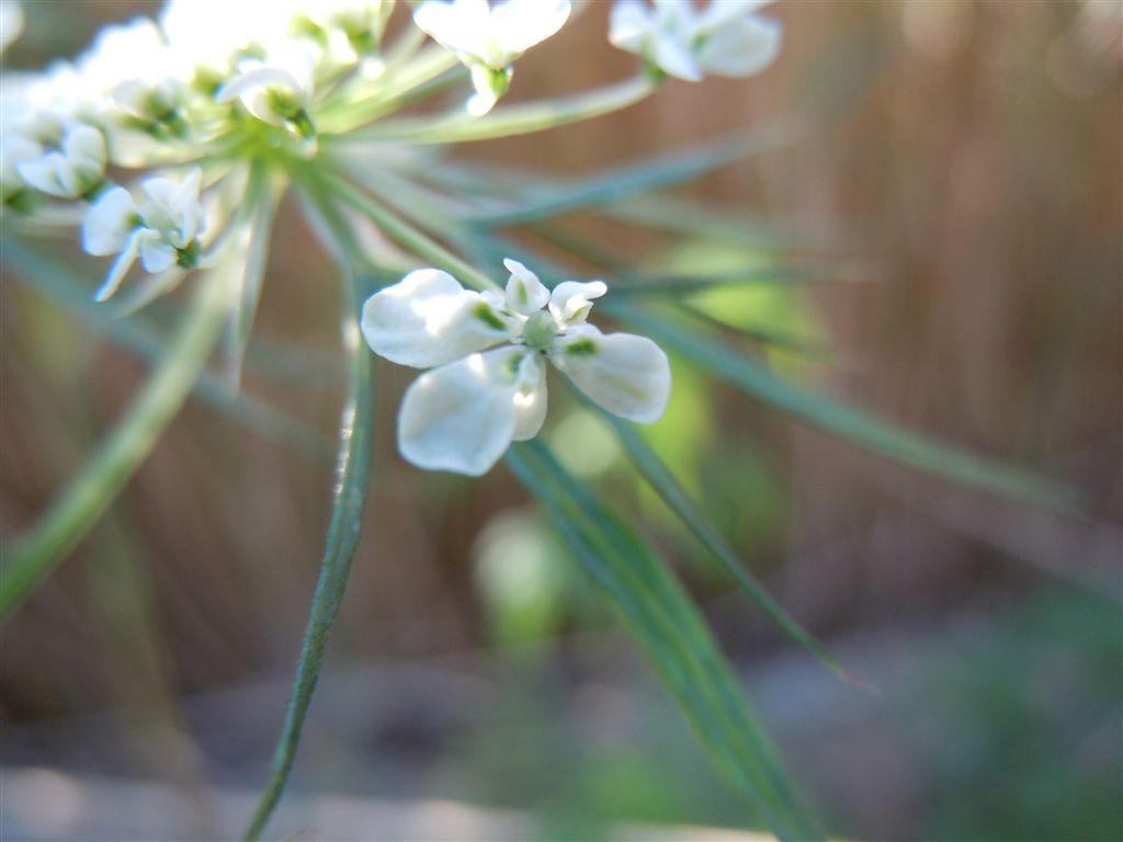 Daucus carota s.l. / Carota selvatica